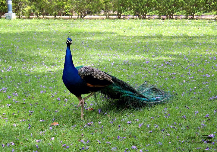 Pavo Real