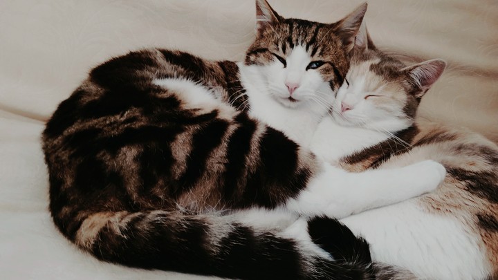 two cats