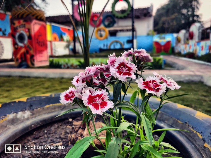 flowers