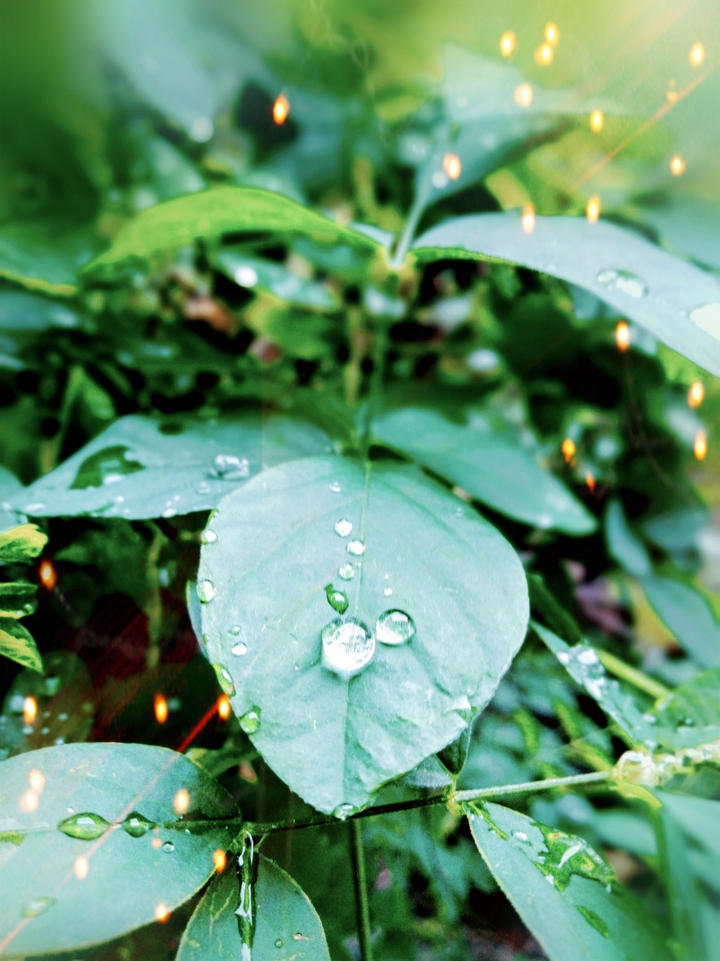 droplet