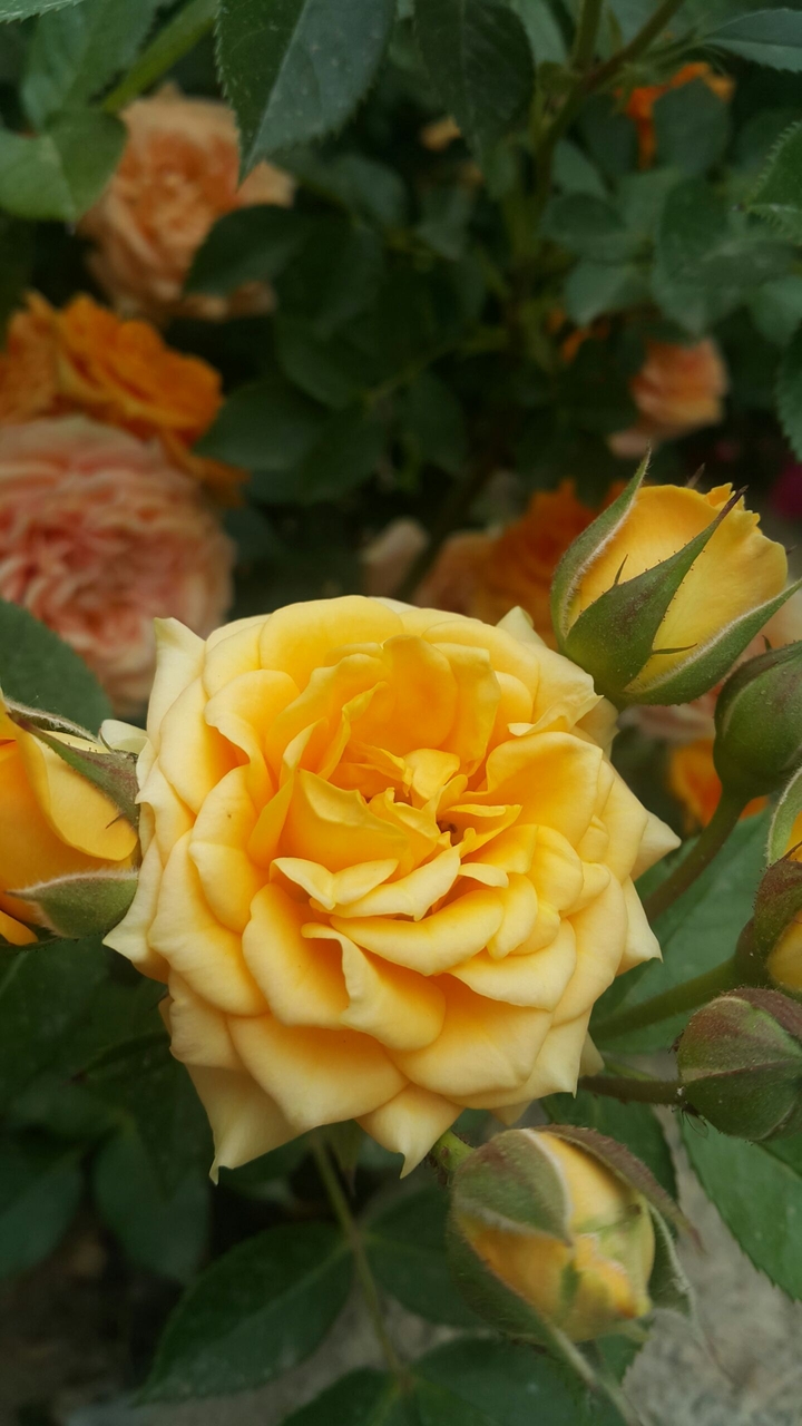 flower