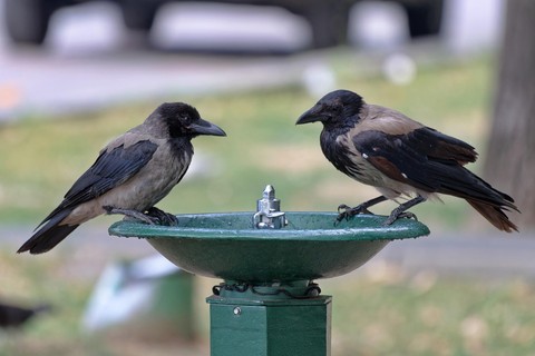 tapety crows, bird