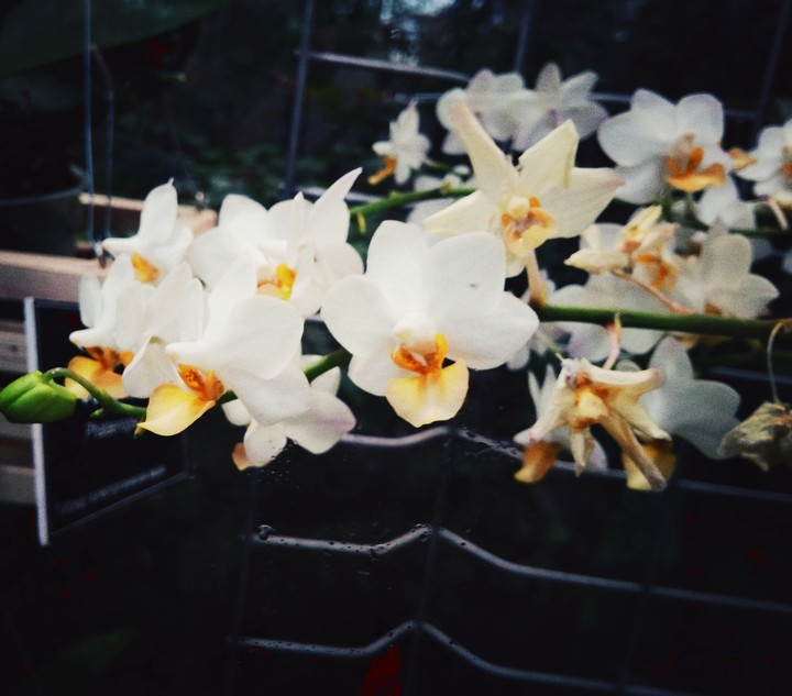 Orchid