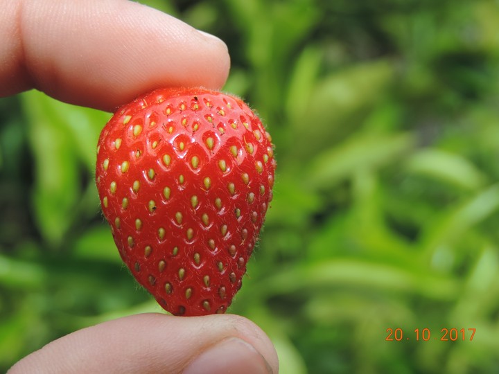 Frutillita