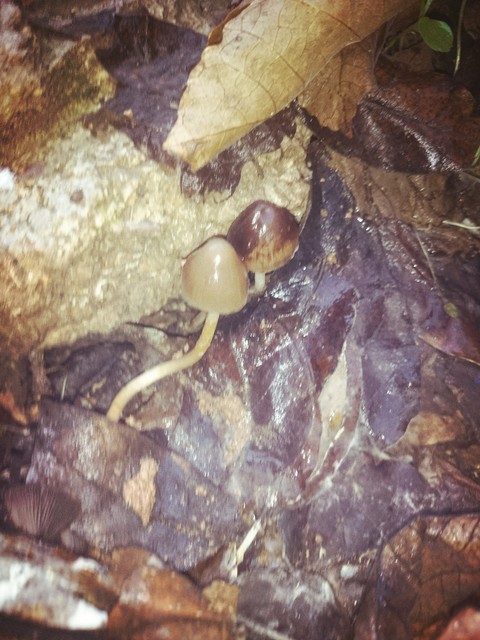 sfondi slug, fauna