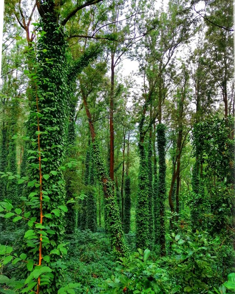 Look deep into nature