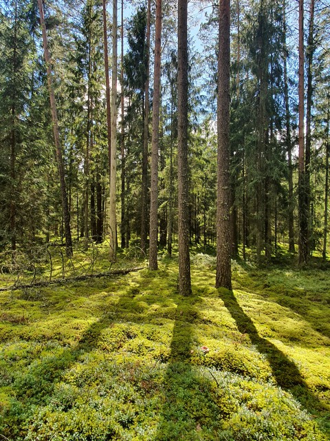 forest