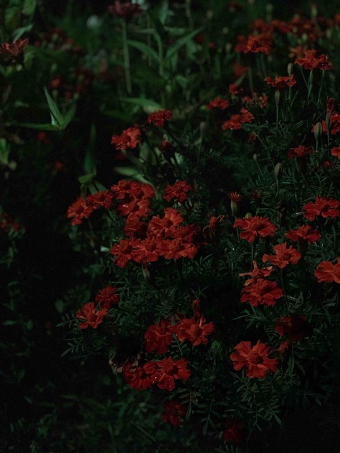 Nocturnal Flowers