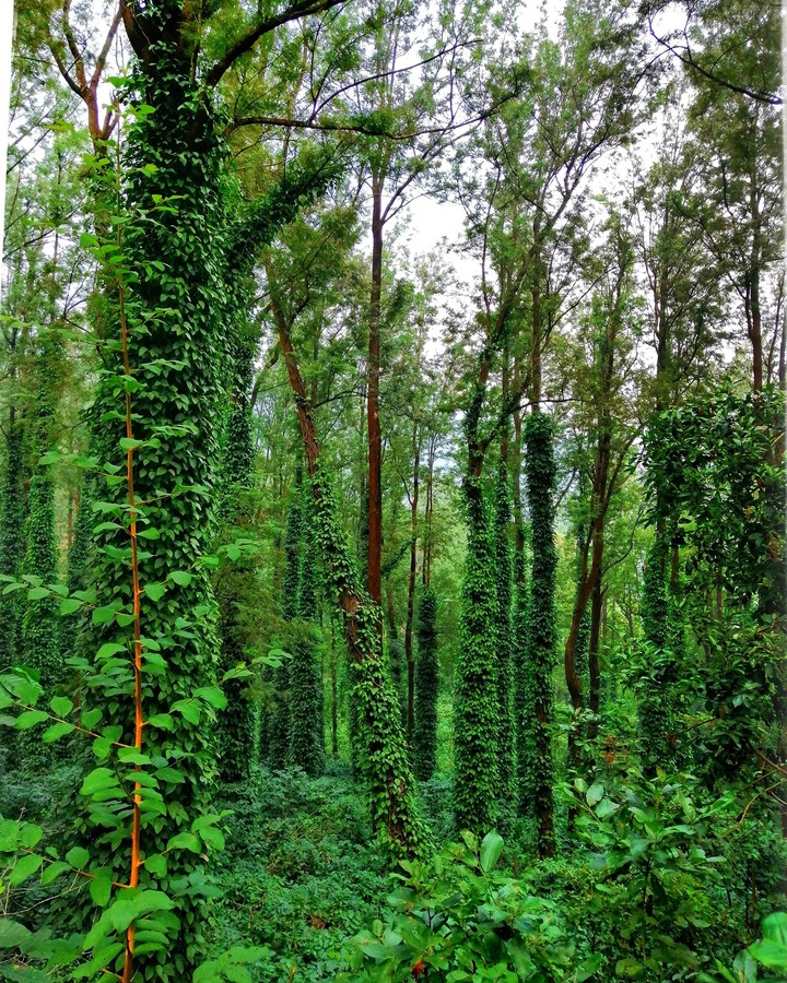 Look deep into nature