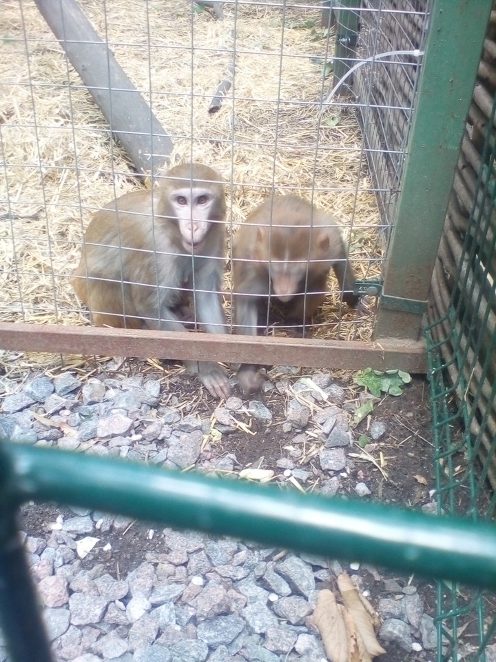 monkey s