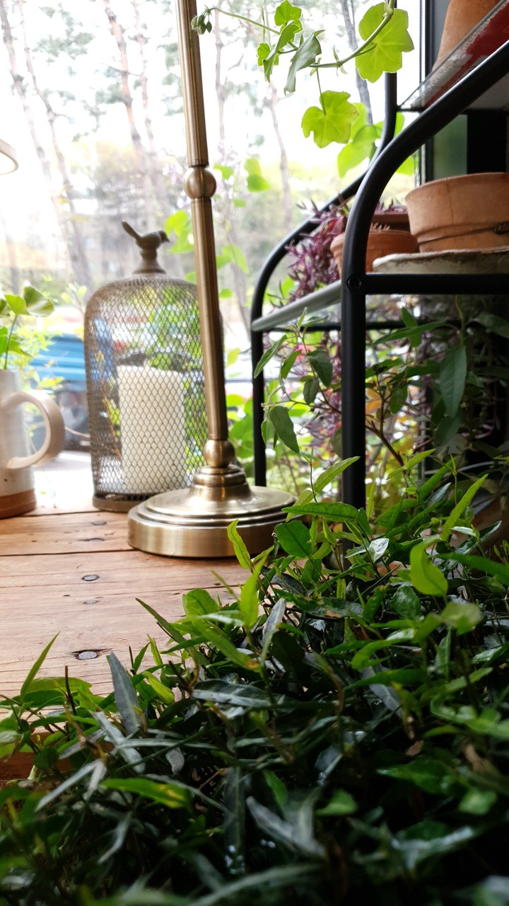 Wildflower in cafe