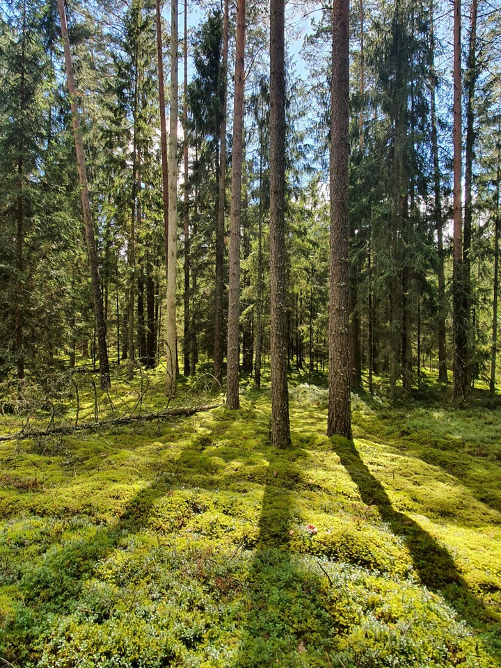 forest