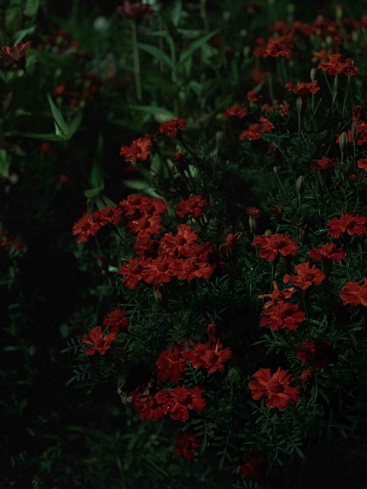 Nocturnal Flowers