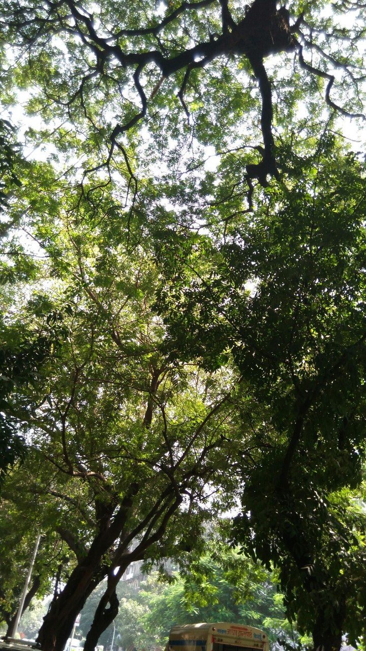 .......Green Tree.....