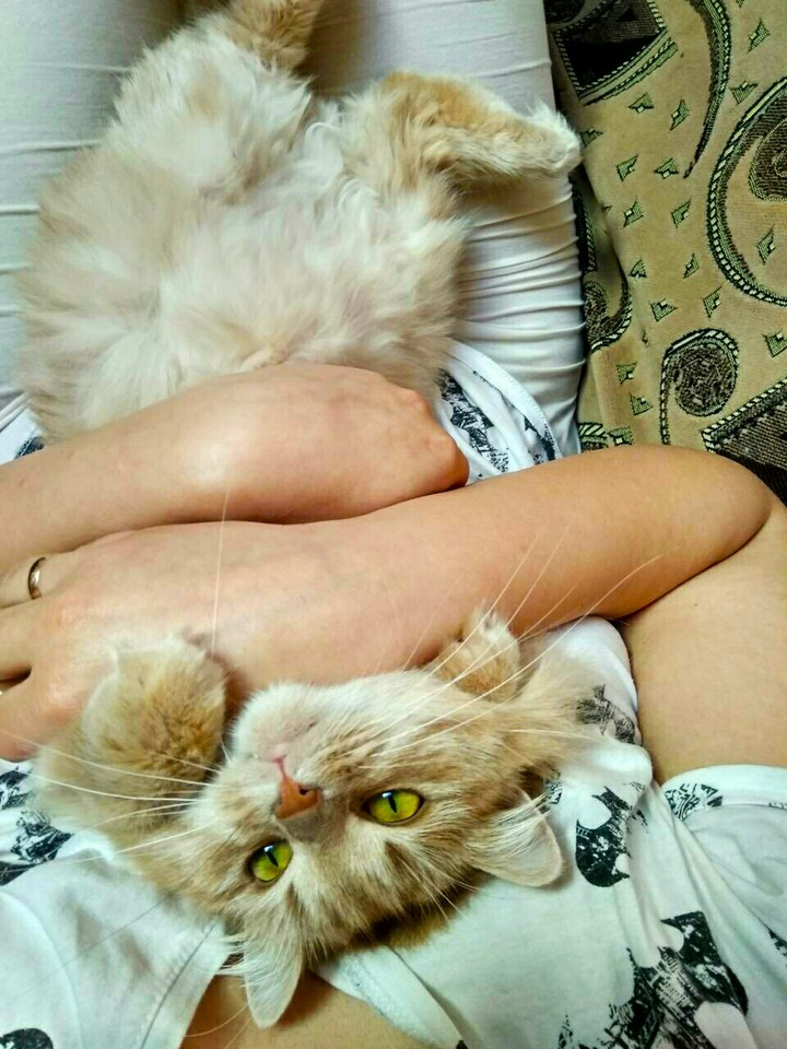 my  cat