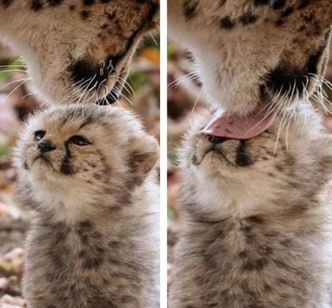 cute