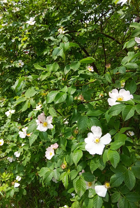 tapety rose, flower