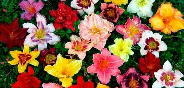 flowers