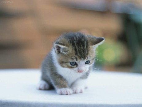 kitty
