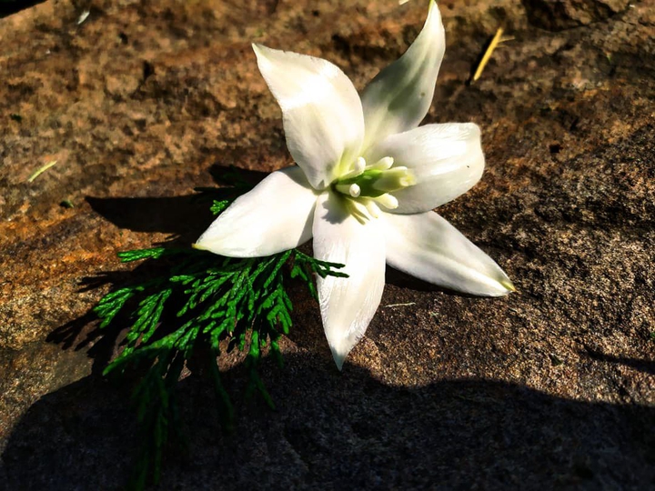 lily