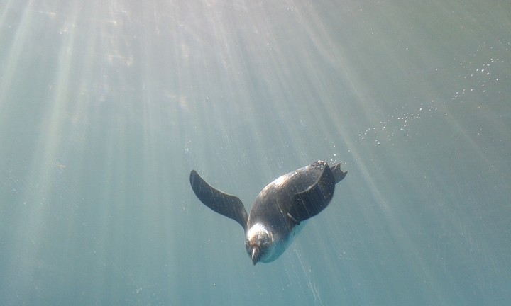 penguin