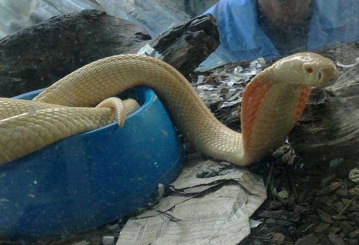 the white albino