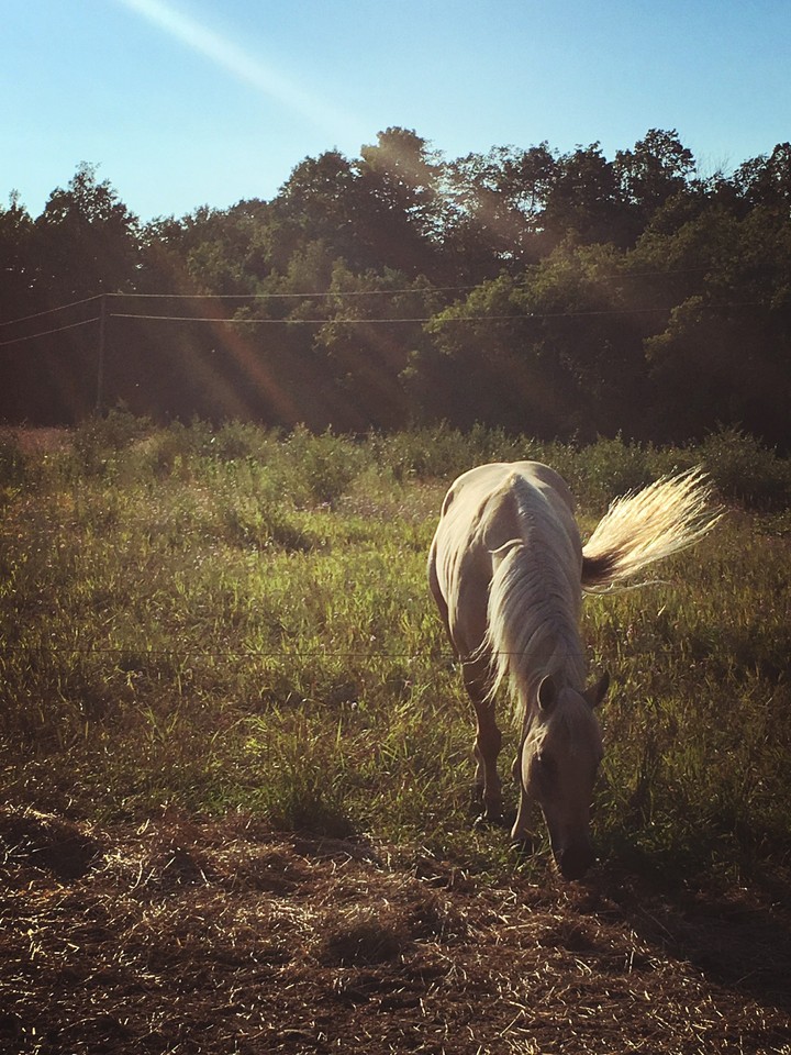 Field of Dreams