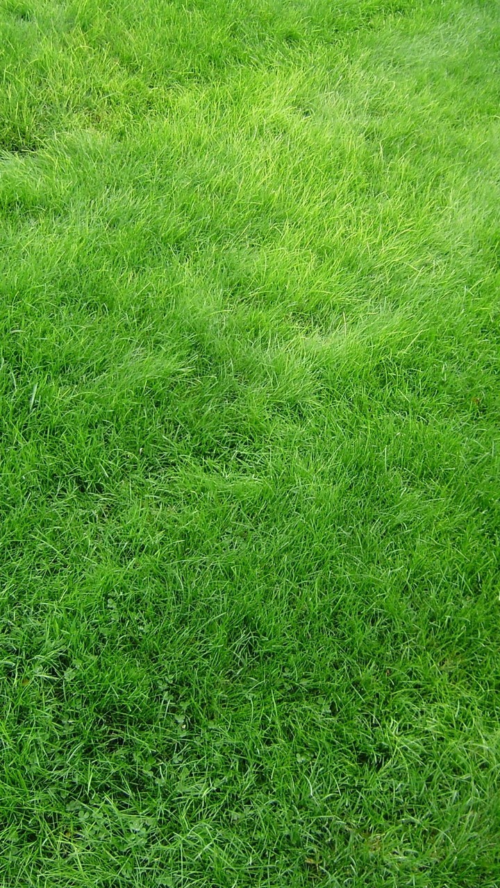 green grass