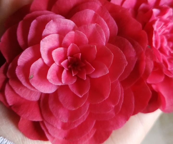 Camelia