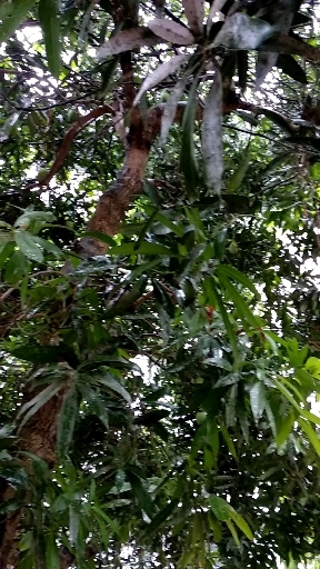 Kerala rain