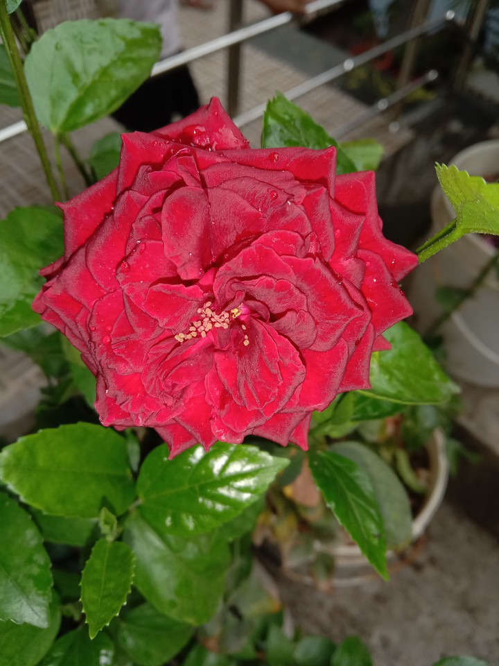 red ?