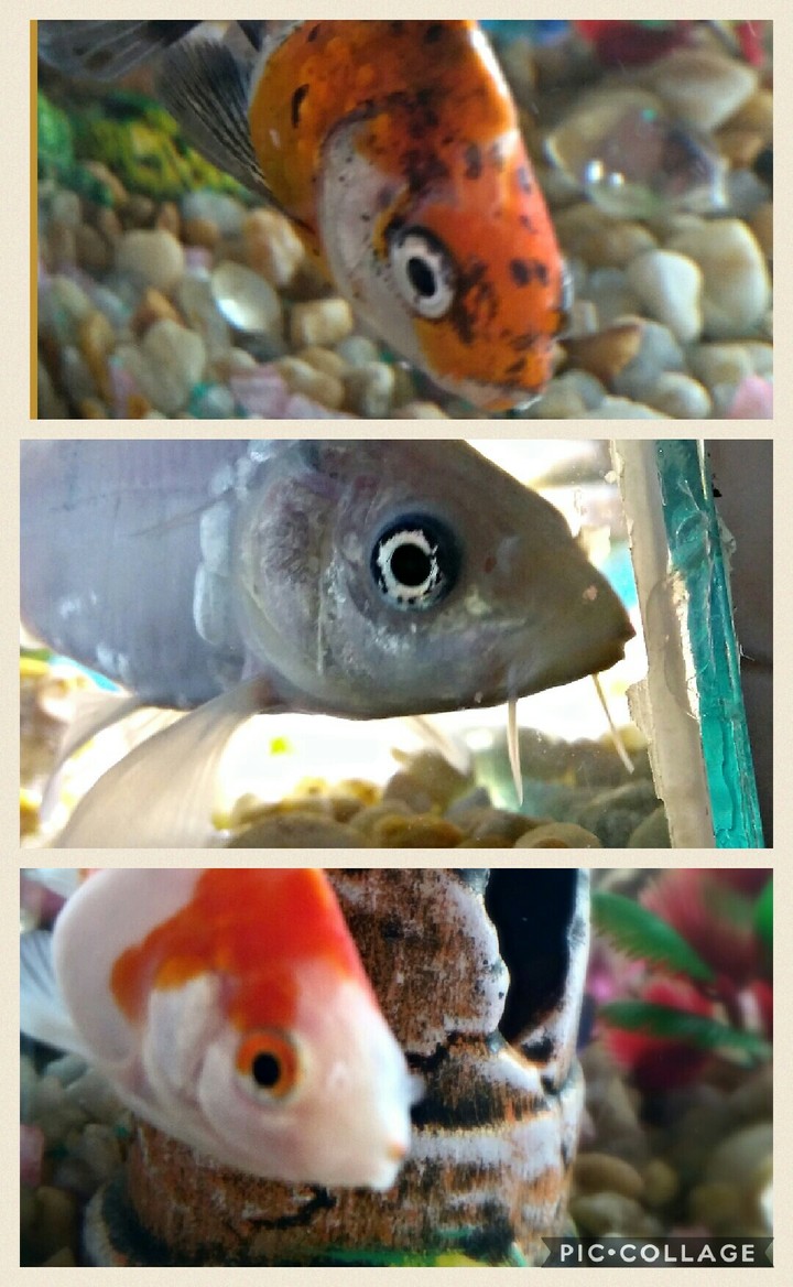 my (peixes