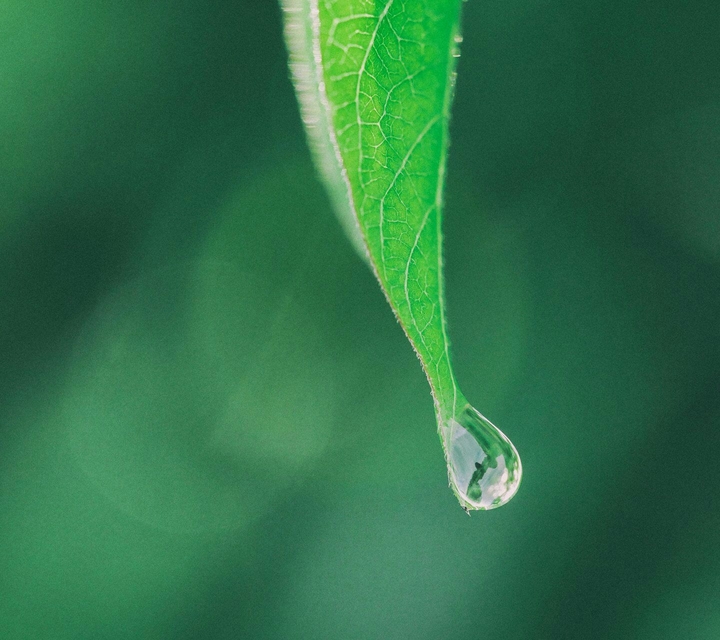 leaf