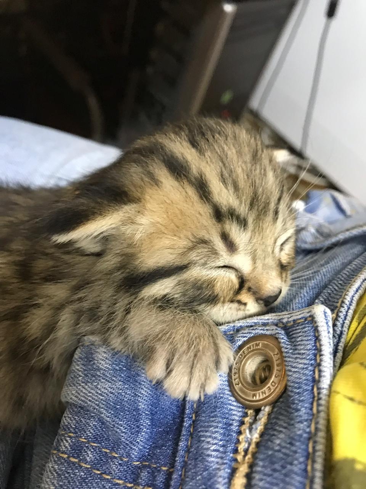 котенок