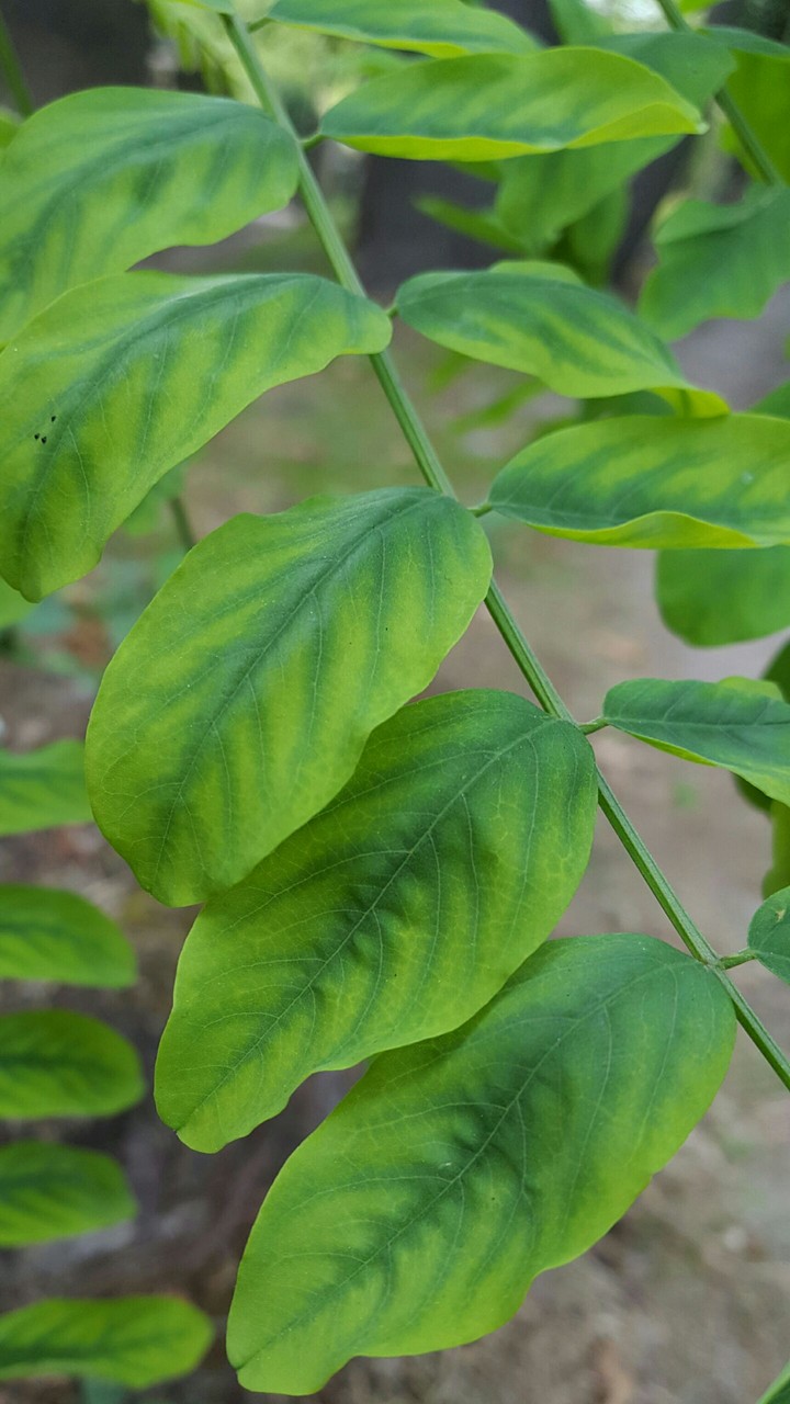leaf