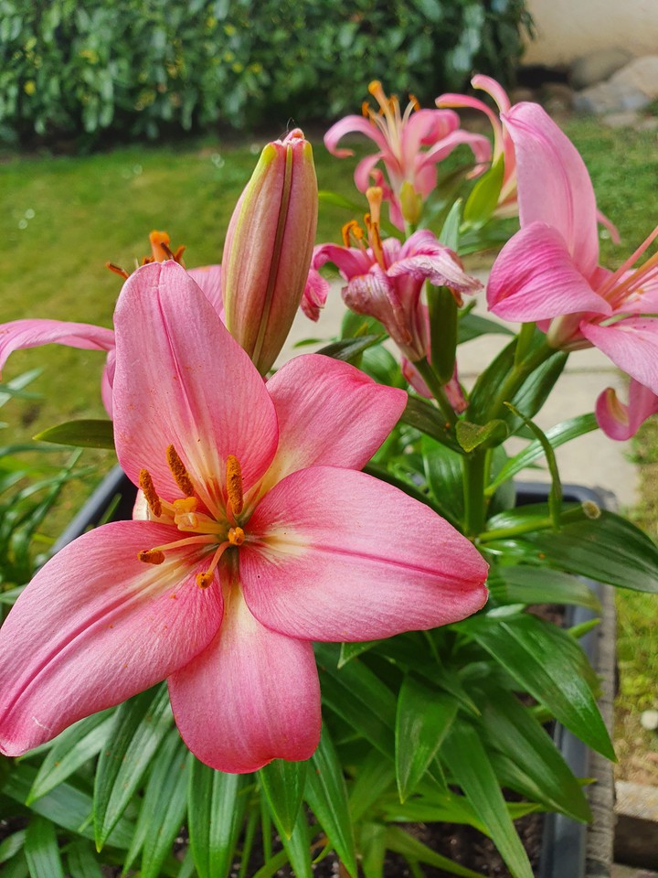 Lilientraum