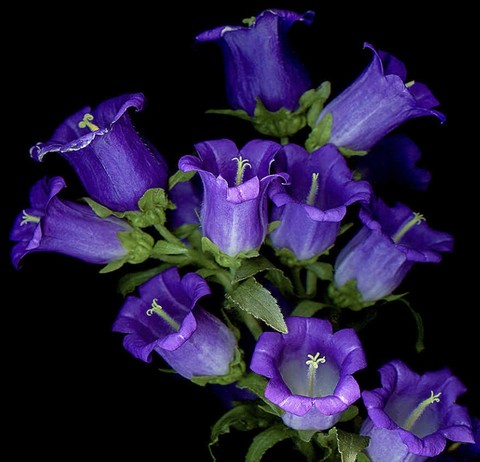 fonds d'écran lobelias, gentians