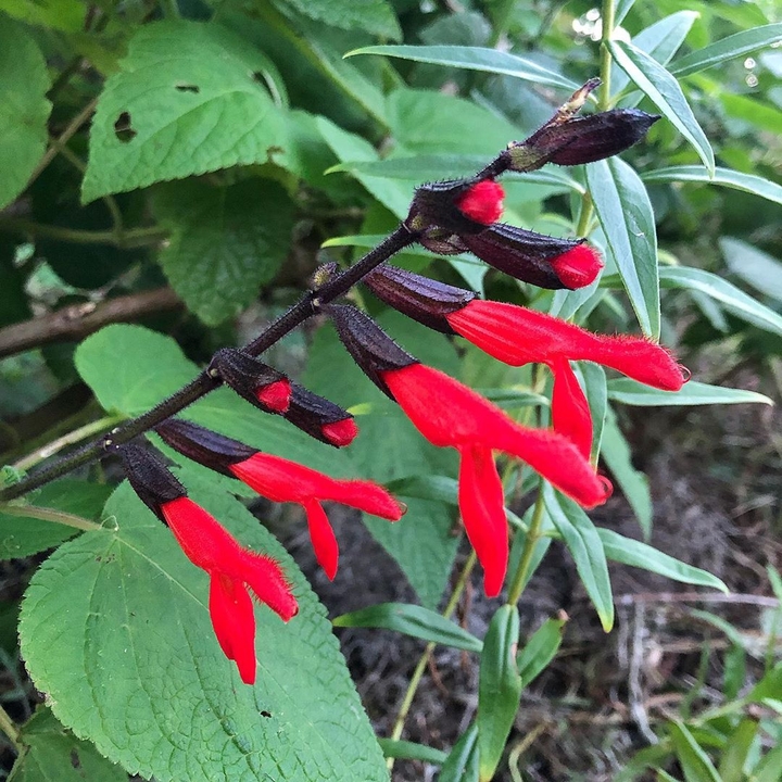 red flower