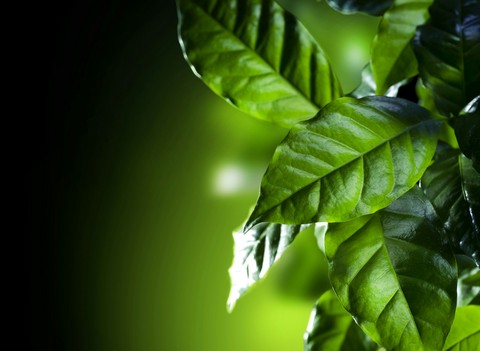 Leaves