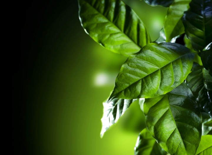 Leaves