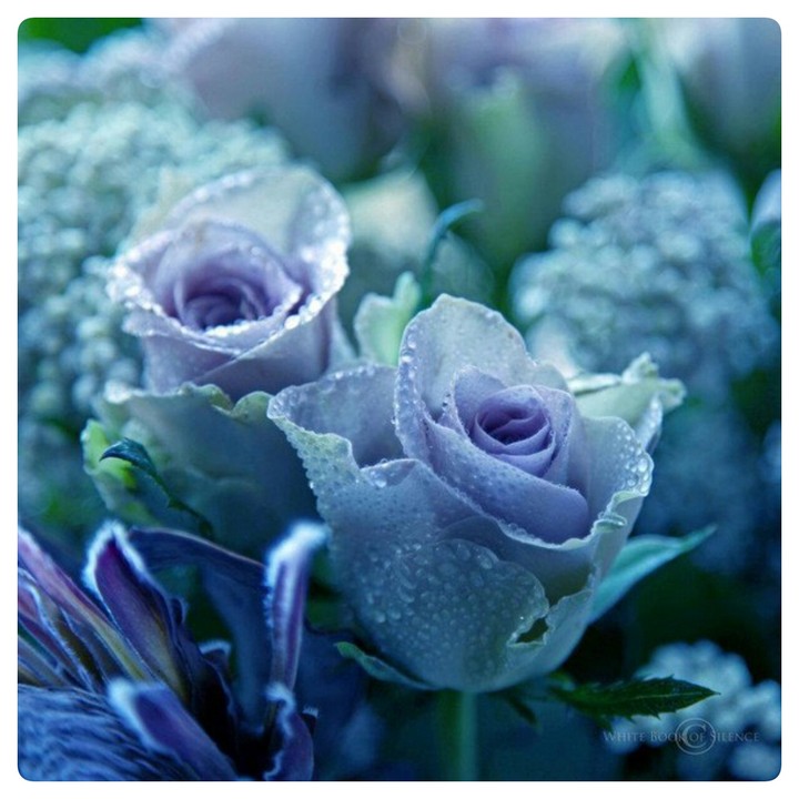 blue roses