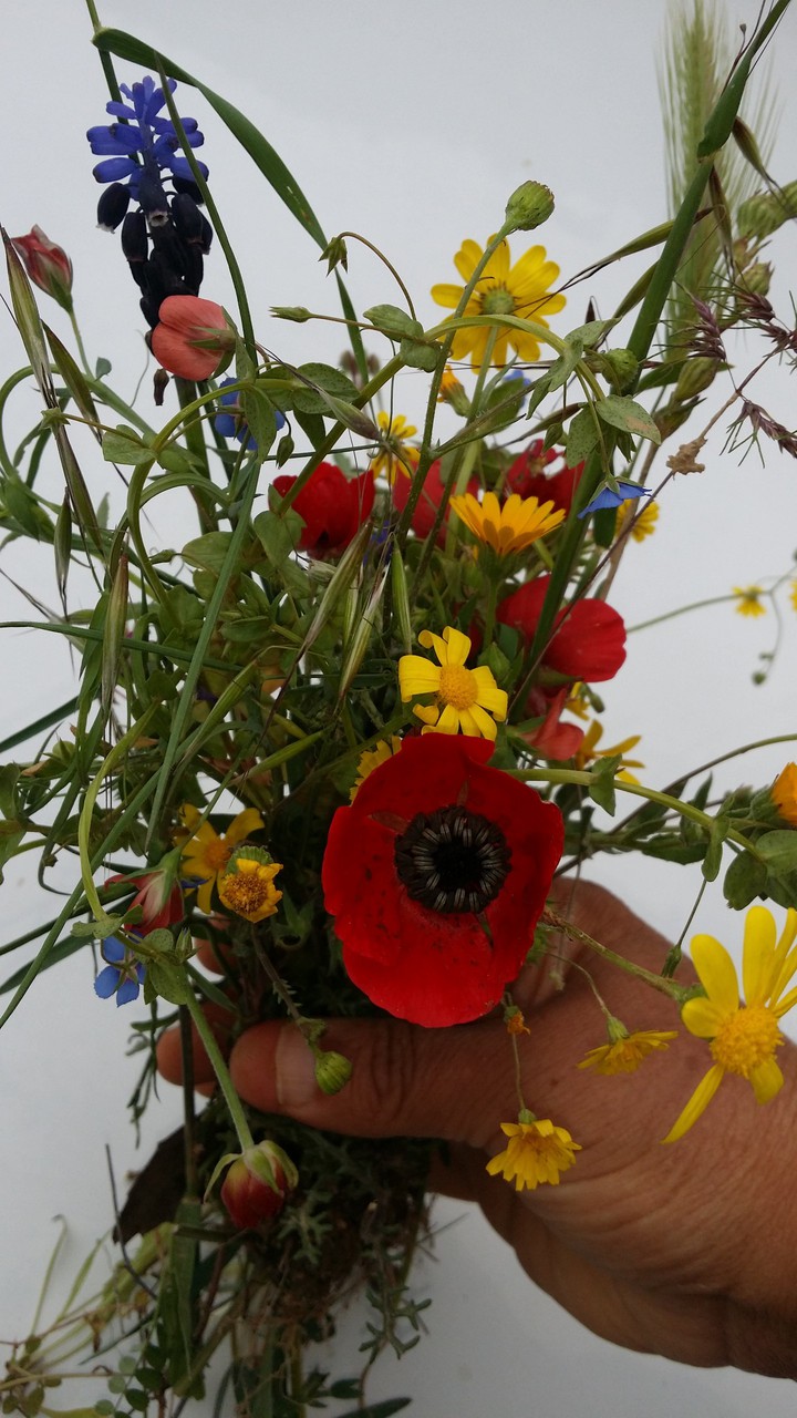 Flowers ?????
