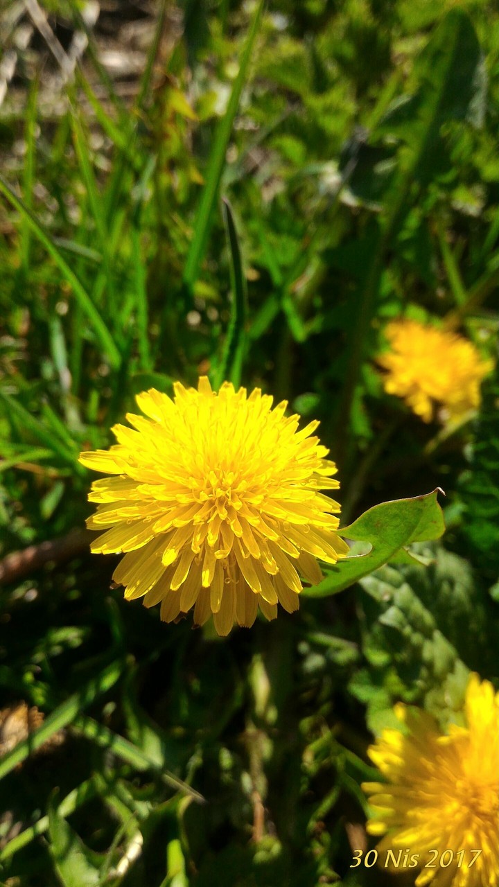 Flowers