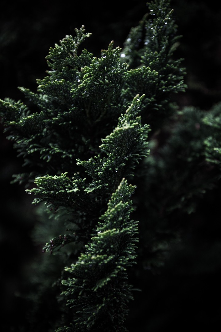Green tree