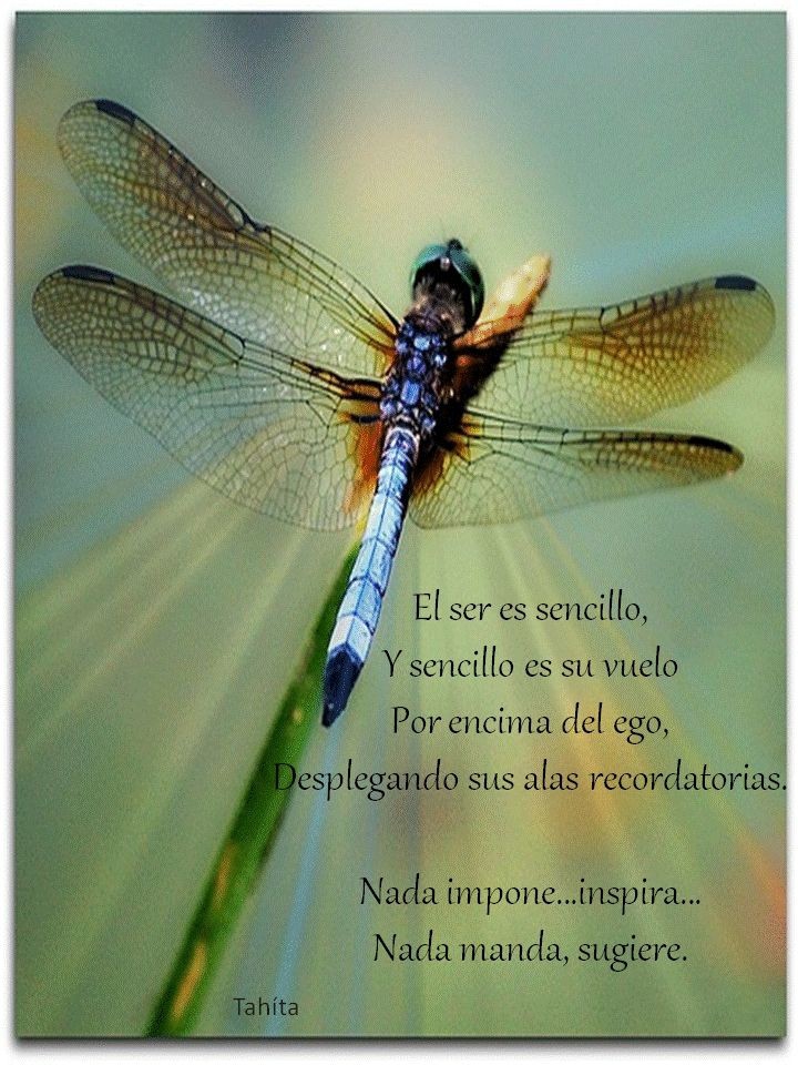 libélula