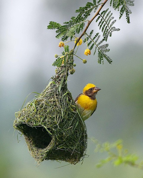 bird