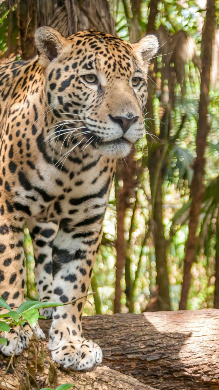 animal