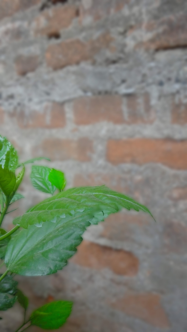 Fresh leaves