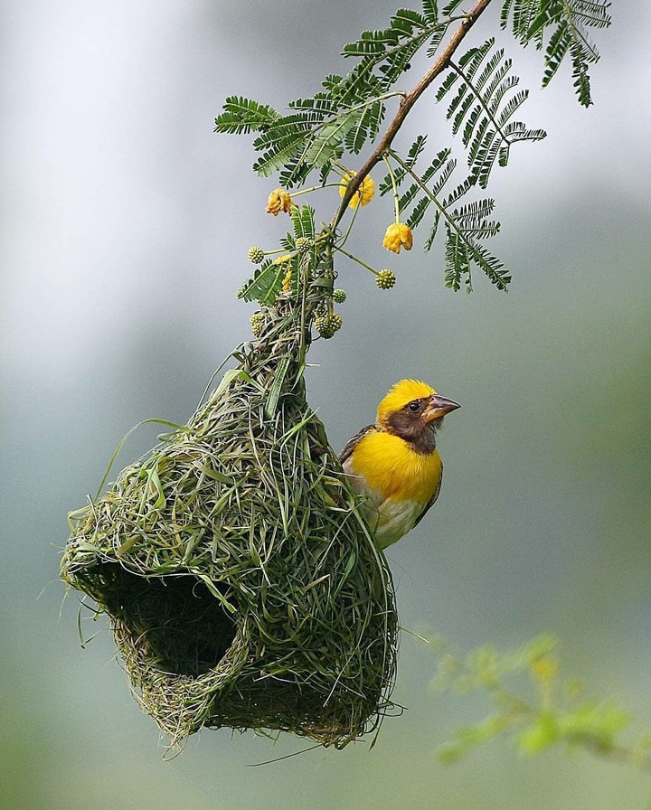 bird