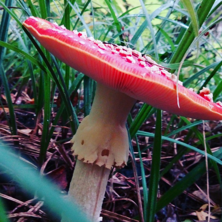 мухомор